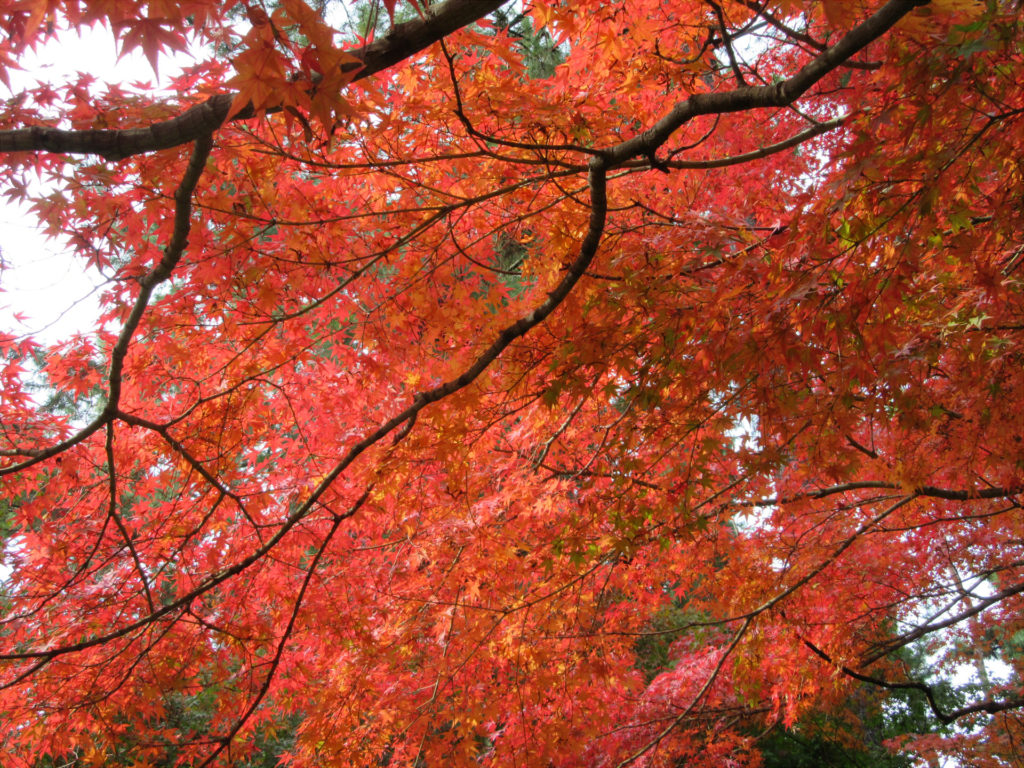 【画像】岡山後楽園の紅葉